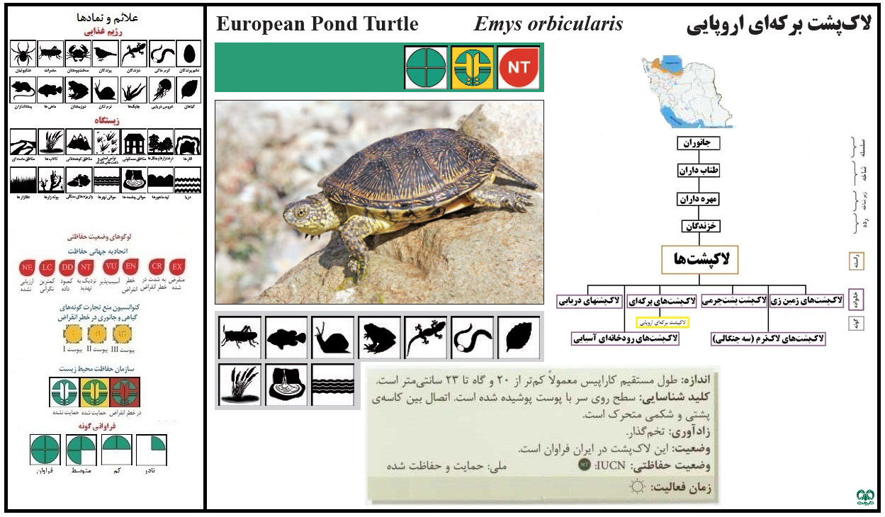 گونه لاکپشت برکه‌ای اروپایی